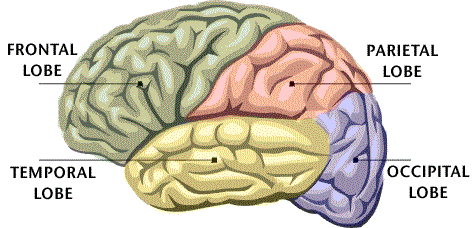Cerebral Cortex - Neurotic Body